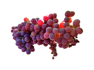 fruits image